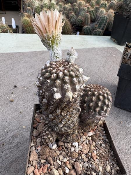 Eriosyce napina v. duripulpa